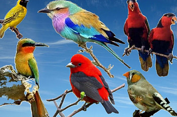 birds, colors, several HD wallpaper