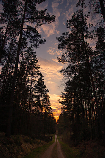 Nature, Trees, Sunset, Pine, Road, Forest HD phone wallpaper