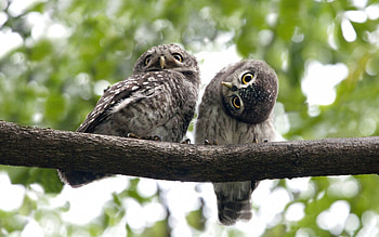 Animals, Birds, Owl HD wallpaper