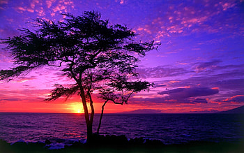 Purple sunset, nature, calm, water, tree, ocean, sea, graphy, sunsets, beauty, landscapes, purple HD wallpaper