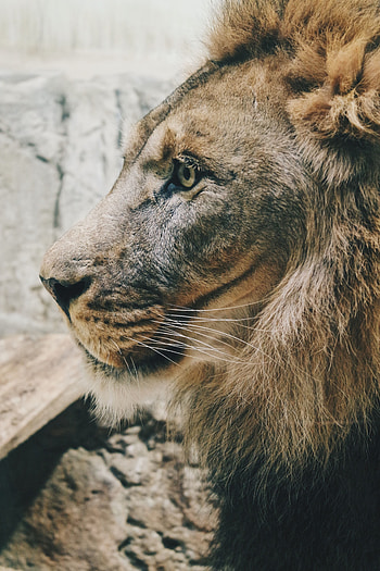 Animals, Lion, Predator, Big Cat, Sight, Opinion, Mane, Profile, King Of Beasts, King Of The Beasts HD phone wallpaper