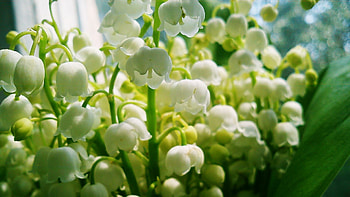 Lilys of the Valley, Bouquet bells, Beautiful flowers, Spring HD wallpaper