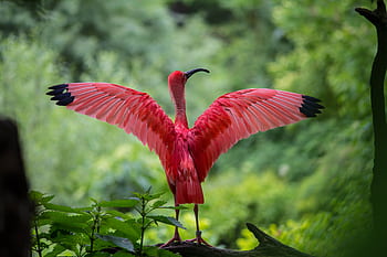 Stunning scarlet ibis displaying wings in lush outdoor setting in Munich, Germany. HD wallpaper