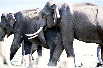 elephants, africa, animal, animals, elephant, mating, wild HD wallpaper