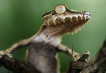 Animals, Wood, Tree, Eyes, Gecko, Dangerous HD wallpaper