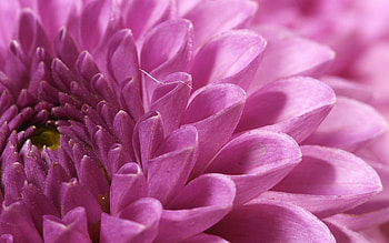 Chrysanthemum , Floral delight, Colorful beauty, Vibrant blooms HD wallpaper