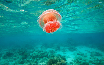 Jellyfish in water, Captivating , Animal beauty, Ocean life HD wallpaper