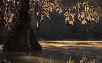 Bald cypress, Caddo Lake, Texas, Swamps HD wallpaper
