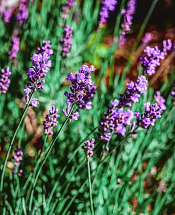 Purple flowers, meadow, plants HD phone wallpaper