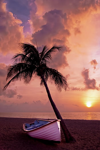 A tranquil beach scene with a palm tree and boat at sunset, perfect for backgrounds. HD phone wallpaper