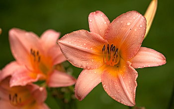 Lovely Lilies, garden, beautiful, lilies, flower HD wallpaper