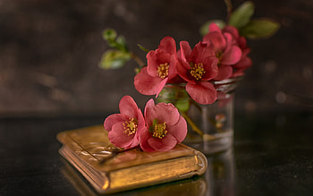 Flowers, Fl, Vase, Book, Bank HD wallpaper