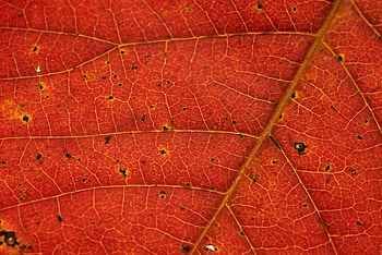 Macro, Leaf, Veins HD wallpaper