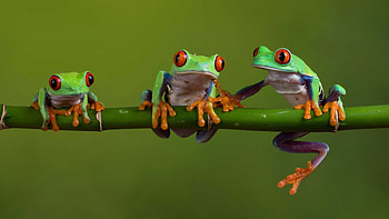 Frog , Animal backgrounds, collection, Nature-themed HD wallpaper