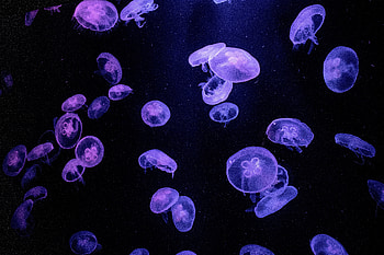 Purple jellyfish HD wallpaper
