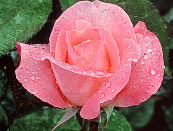 Pink rose, flowers, roses HD wallpaper
