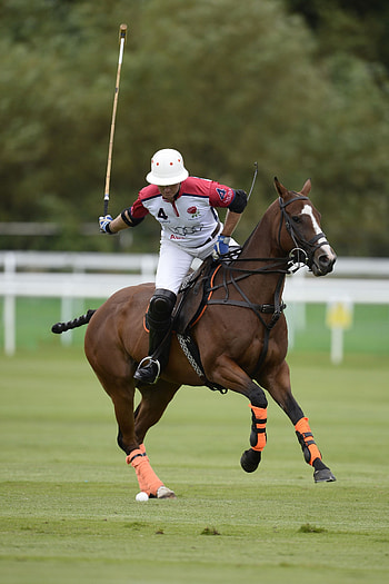 Tom Morley, Horse Polo HD phone wallpaper