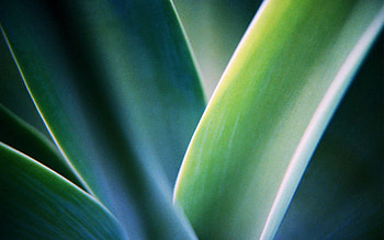 Grass, Plant, Macro, Blur, Smooth HD wallpaper