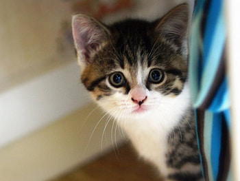 hii, animal, cat HD wallpaper