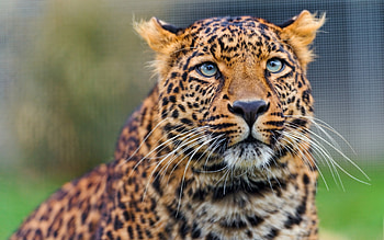 Animals, Leopard, Muzzle, Predator, Sight, Opinion, Watch, To Watch HD wallpaper