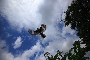 Animals, Sky, Bird, Flight, Wings, Mockingbird HD wallpaper