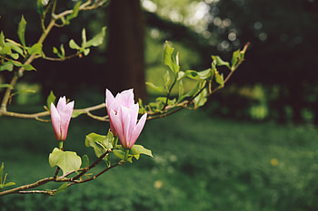 Flowers, Blur, Smooth, Branches, Bloom, Flowering, Garden HD wallpaper
