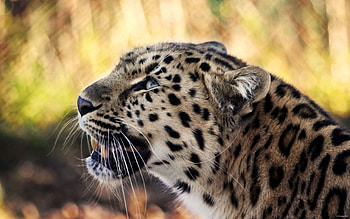 Animals, Leopard, Muzzle, Spotty, Spotted, Moustache, Mustache HD wallpaper