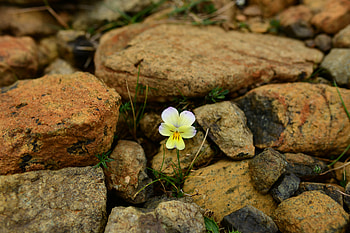 Flowers, Stones, Flower, Macro, Bloom, Flowering, Forget-Me-Not HD wallpaper