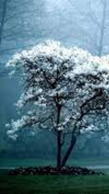 nature, winter HD phone wallpaper