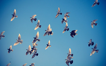 Animals, Birds, Pigeons HD wallpaper