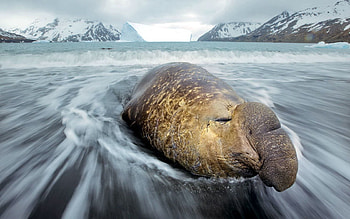 Animals, Water, Ice, Snow, Coast, Hills, Hill, Cold, Sea Elephant, Elephant Seal, Fortune Bay HD wallpaper