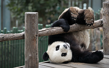 panda, zoo, cute bear, pandas, China, cute panda, bears, panda on the fence HD wallpaper