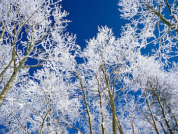 Landscape, Winter, Trees HD wallpaper