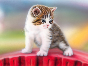 Kitten, animal, cat, feline HD wallpaper