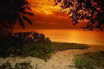 Sunset Beach, sand, path, clouds, trees, water, sunset, ocean, beach HD wallpaper
