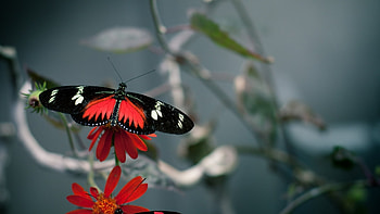 Animals, Butterflies HD wallpaper