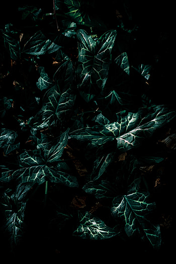 Leaves, Plant, Dark HD phone wallpaper