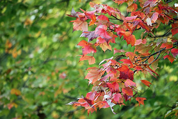 The falling leaves, mult, septembrie, ingalbenesc, frunzele HD wallpaper