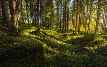 Forest, trees, nature, moss HD wallpaper