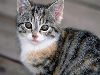 Kitten, cats, kitties HD wallpaper