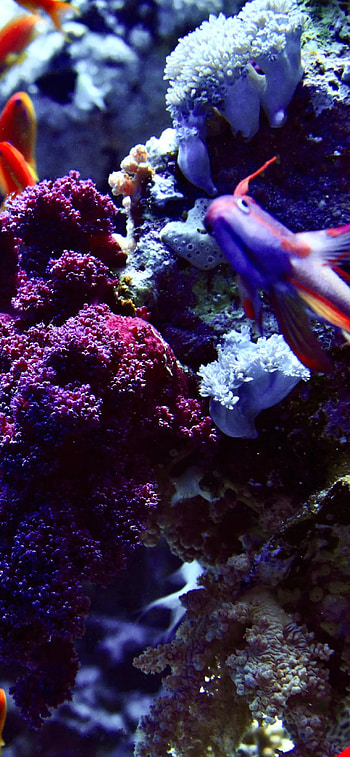 Coral HD phone wallpaper