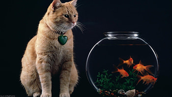 Brown White Cat Is Sitting Looking Goldfish Bowl In Black Background Cute Cat HD wallpaper