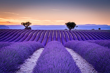 Field flower landscape, Purple flower tree, Nature's beauty, Lavender scenery HD wallpaper