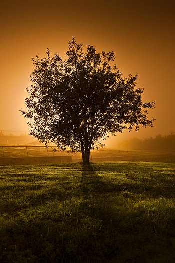 Nature, Sunset, Horizon, Glare, Wood, Tree, Fence HD phone wallpaper