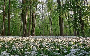 Garlic Flowers in Forest, garlic, flowers, Germany, forest HD wallpaper