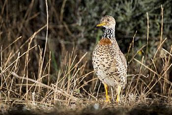 Plains Wanderer, animal, wanderer, bird, plains HD wallpaper