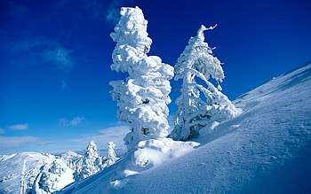 Landscape, Trees, Snow HD wallpaper