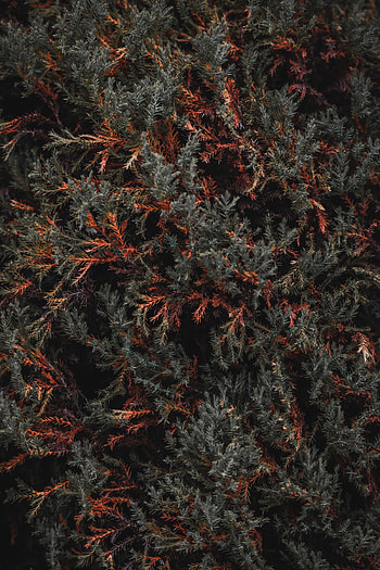 Nature, Leaves, Bush, Plant, Wood, Tree, Foliage HD phone wallpaper