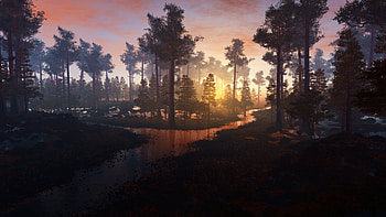 Morning in the forest, Peaceful tranquility, Captivating beauty, Refreshing ambiance HD wallpaper