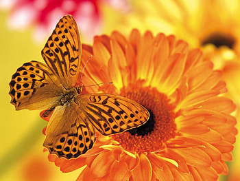 Butterflies, Insects HD wallpaper